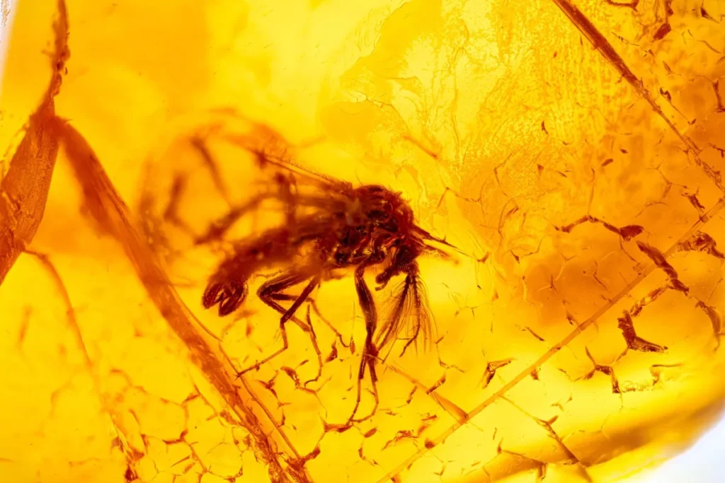 amber inclusions